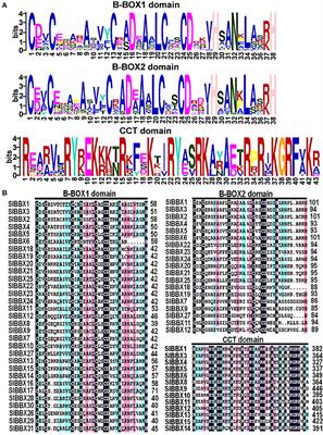 Genome-Wide Characterization of B-Box Gene Family and Its Roles in Responses to Light Quality and Cold Stress in Tomato